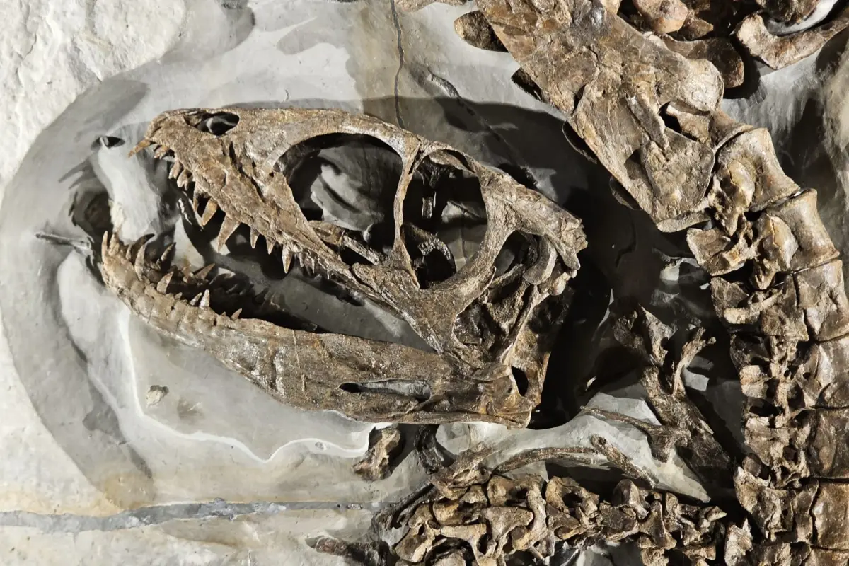 theropode