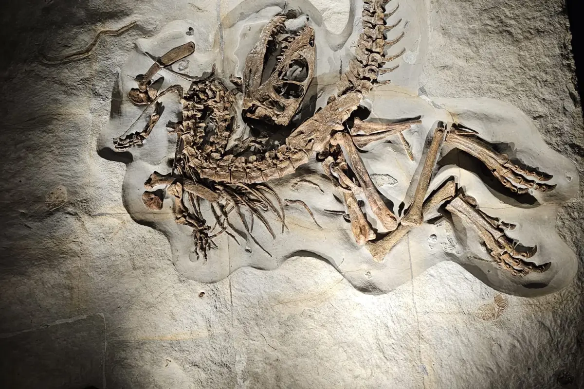 theropode2